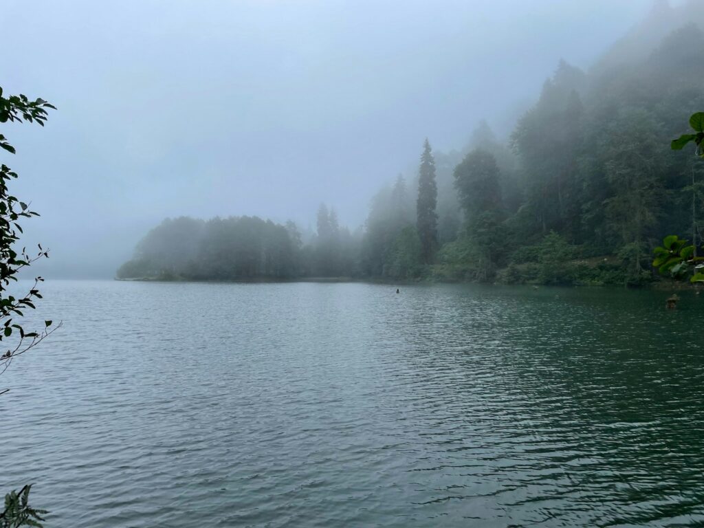 a body of water with trees around it